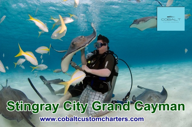 stingray city Grand Cayman